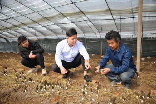 果蔬种植 从种子到餐桌的科学与艺术