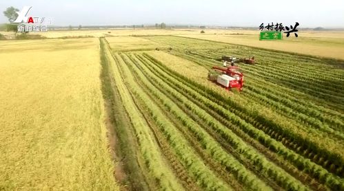 联村聚合力 连心奔小康 果蔬种植助推乡村振兴