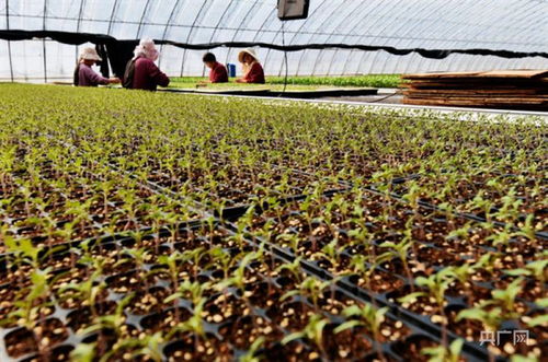 洛阳市孟津区送庄镇 袖珍致富瓜的工厂化育苗与谷物种植新篇章