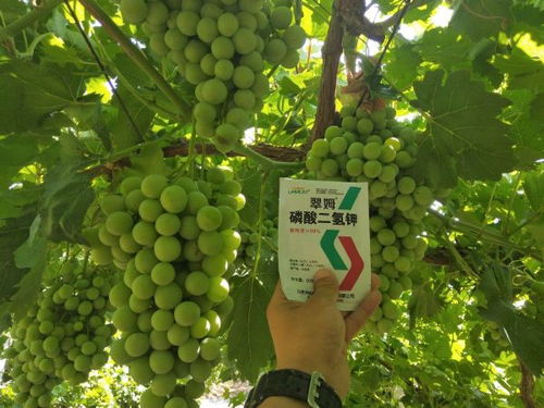 新疆适宜种植的谷物与苗木品种