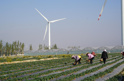 小草莓撬动大产业 德昌草莓产销两旺，苗木种植成富民新引擎