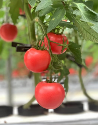 科技兴农路，十年扎根情——“85后”新农人茅赛赛的苗木种植探索