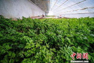 雪域高原绽放绿意 改则县在海拔4550米成功培育十余种蔬果