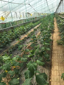 果蔬种植批发与采购报价指南 从苗木成本到市场行情解析