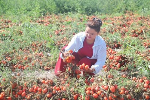 温宿特色西红柿与苗木种植 拓宽农民致富增收新渠道