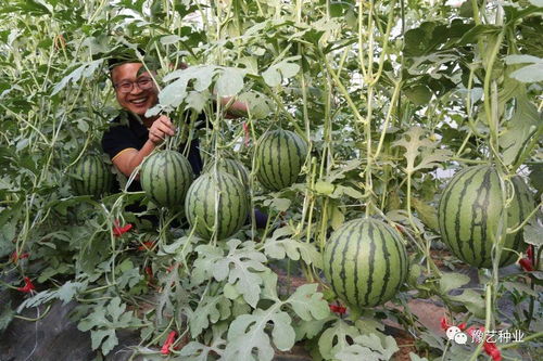 锦霞甜美 果蔬种植中高端精品礼品西瓜的全程种植与管理指南