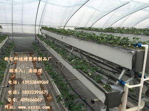 现代化草莓种植技术 栽培槽的多元应用与管理