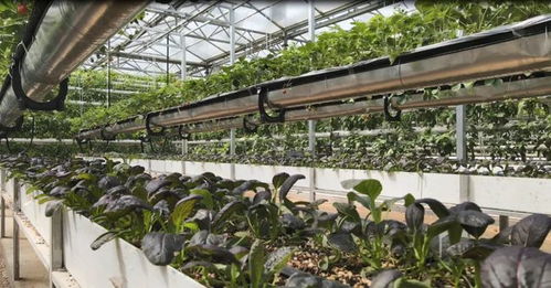 菜博会新篇章 谷物种植展馆迎来创新展示