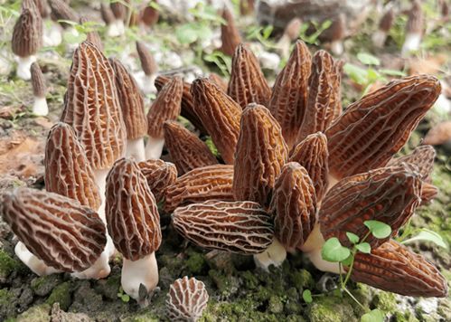 羊肚菌实现工厂化栽培突破，苗木种植技术前景广阔