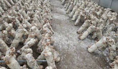 日本鹿茸菇工厂化栽培与苗木种植技术解析