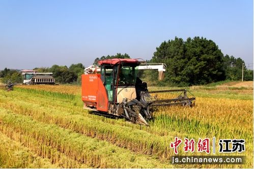 颗粒归仓 南京桠溪街道水稻丰收与苗木种植双线并进