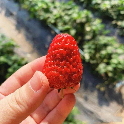 长春周边8个秋季采摘好去处 吃喝玩乐全安排，苗木种植特色体验