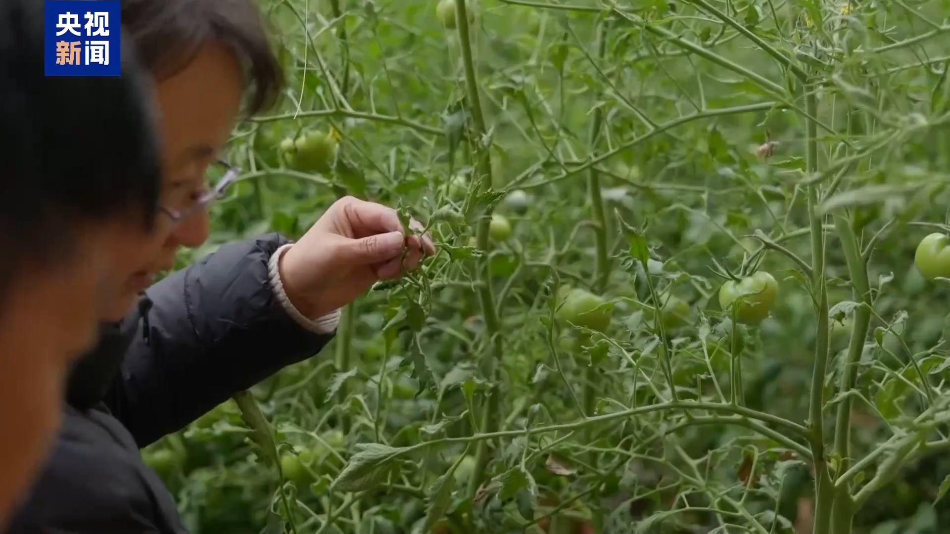 倒春寒遇上科学管理“处方” 多地农业稳产有“暖招”——聚焦苗木种植应对策略