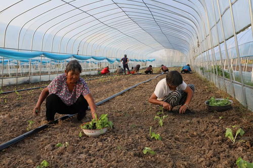 西二铺 特色果蔬与苗木种植铺就富民路