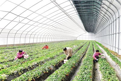 种植特色果蔬与苗木 双轮驱动赋能乡村振兴