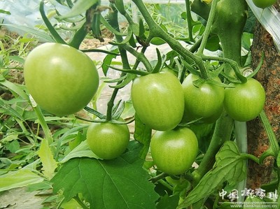 家乡新变化 喜迎二十大 | 张家川县天河村 果蔬大棚种植与苗木培育，绘就乡村振兴新画卷